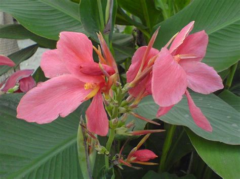 केंळें फुल | Common name: Canna Lily, Indian Shot, {Keli केल… | Flickr