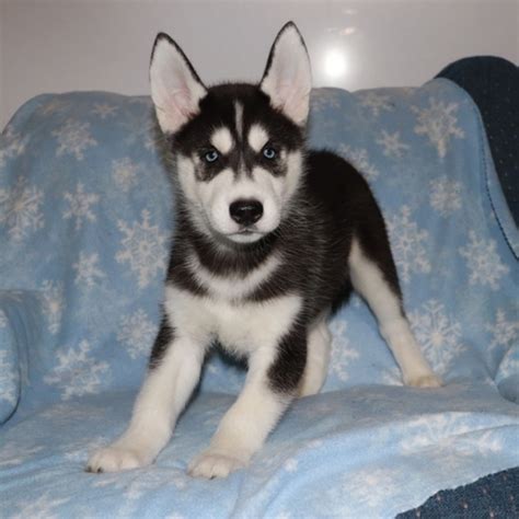 Mr. Balto Siberian Husky Puppy 620807 | PuppySpot