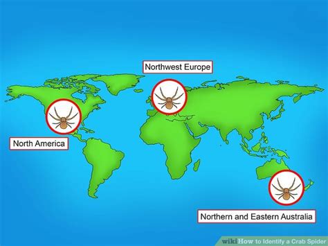 3 Ways to Identify a Crab Spider