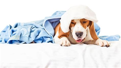 Pneumonia In Dogs: Symptoms, Causes, And Treatments - DogTime