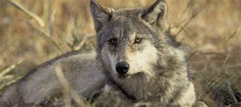 Colorado prepares for wolf reintroduction - The Wildlife Society