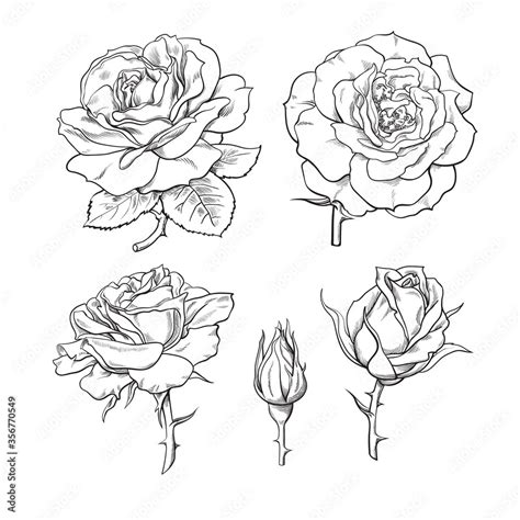 Rose flowers set. Stages of rose blooming from closed bud to fully open ...