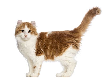 American Curl (Longhair) Cats