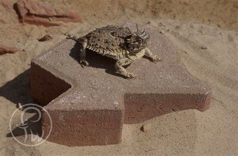 Texas Horned Frog | Horned frogs, Lizard, Animals