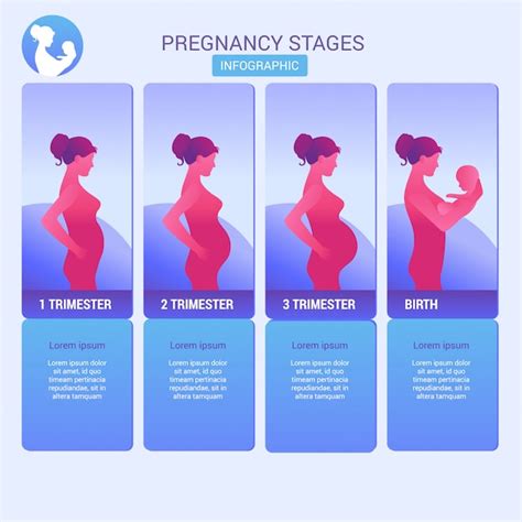 Premium Vector | Pregnancy stages, trimesters and birth, pregnant woman and baby. infographic ...