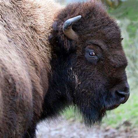 State Animal of Kansas | American Buffalo