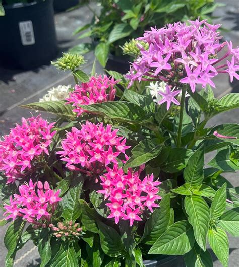 Pentas Pentas Lucky Star Trio Lavender + Pink + White from American Farms