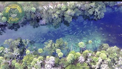 Manatee Encounter: Adventures in Florida Day Tour - YouTube