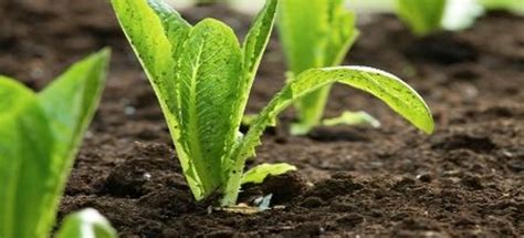 Maintaining Your Romaine Lettuce Plants | DoItYourself.com