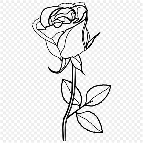 Rose Drawing Designs