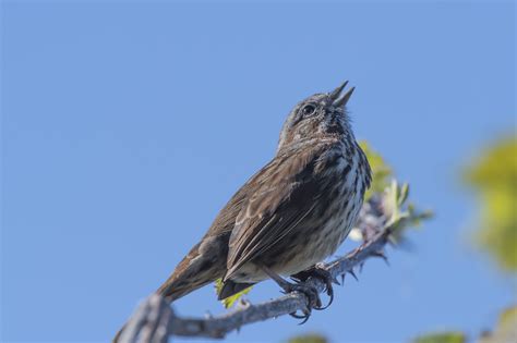 Song Sparrow Singing