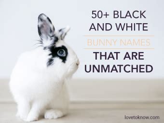50+ Black and White Bunny Names That Are Unmatched | LoveToKnow Pets