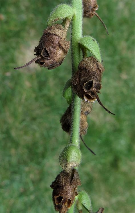 Snapdragon Seed Pod Info When And How To Harvest Snapdragon, 60% OFF