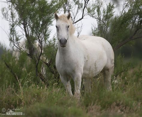 Camargue Horses Photos, Camargue Horses Images, Nature Wildlife Pictures | NaturePhoto