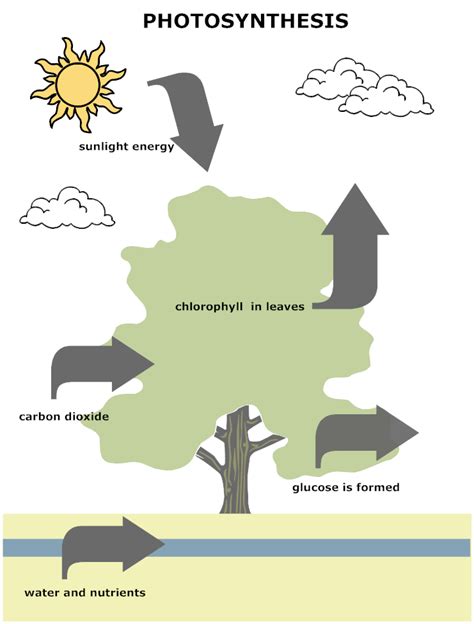 Photosynthesis Diagram | Photosynthesis, Biology diagrams, Middle ...