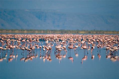 Flamingos on lake Natron stock photo. Image of blue, flamingo - 1501792