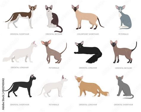 Oriental type cats. Domestic cat breeds and hybrids collection isolated ...