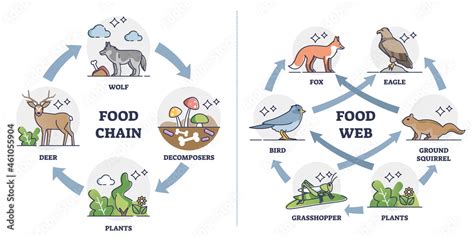 Food chain vs Food web as ecosystem feeding classification outline ...