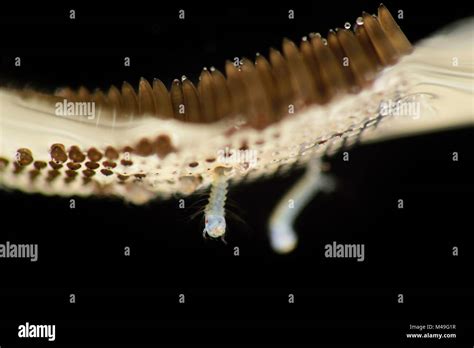 Mosquito larvae culex hi-res stock photography and images - Alamy