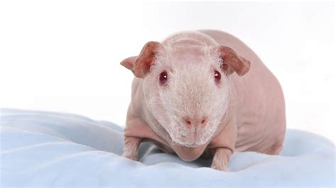 Skinny Pigs Care Guide |Information, Facts & More - Guinea Pig Tube