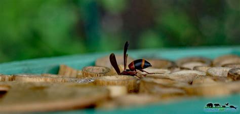 Red and Black Mason Wasp | Imagine Our Florida, Inc