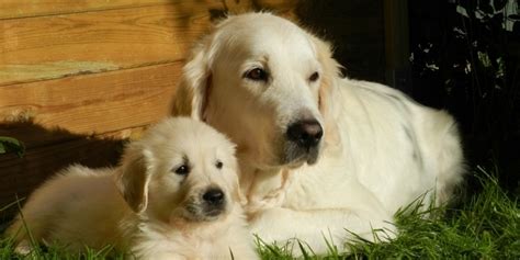 Does My Dog Have Mastitis? Signs, Treatment, and Prevention | FirstVet