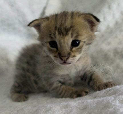 Savannah cat babies are kittens not cubs. It is a sales method.