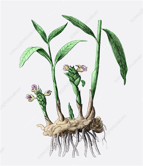 Ginger plant - Stock Image - B640/0335 - Science Photo Library