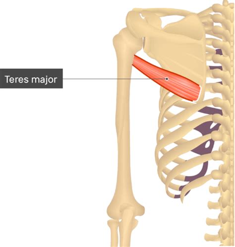 Teres Major Muscle Location And Actions Triggerpointselfhelpcom