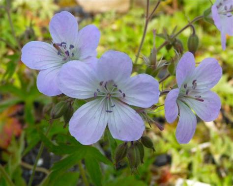 Geranium maculatum - Mount Venus Nursery