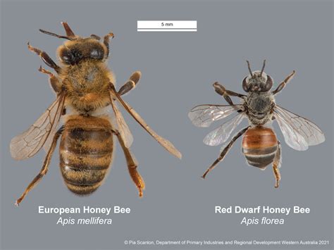 Red dwarf honey bee | Agriculture and Food