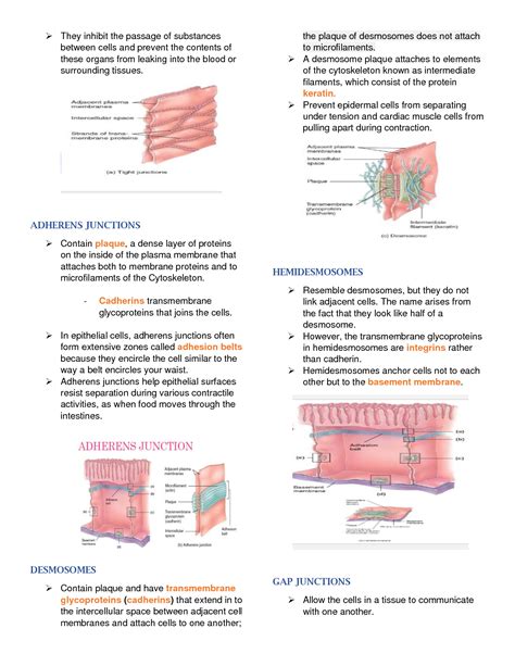 SOLUTION: The tissue level of organization - Studypool