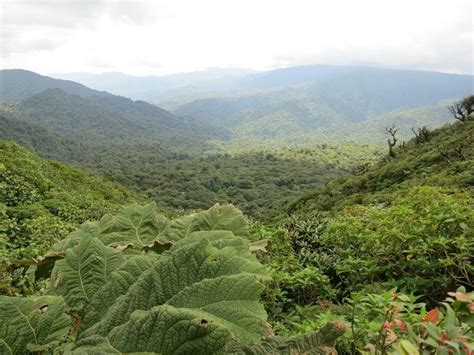 Monteverde Cloud Forest Reserve