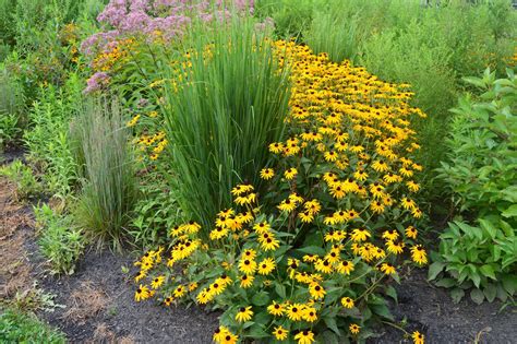 Design a Flowering Rain Garden to Reduce Flooding | Rain garden design, Rain garden, Landscape ...