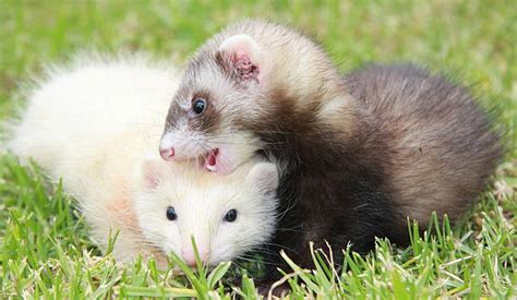 400+ Ferret Teeth Stock Photos, Pictures & Royalty-Free Images - iStock