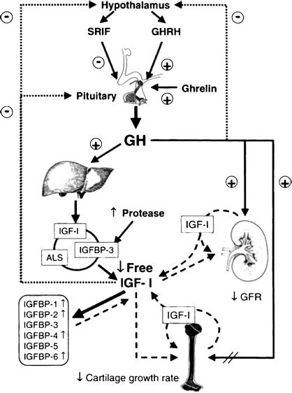 Growth Hormone: The Expansion of Available Products and Indications - Pediatric Clinics