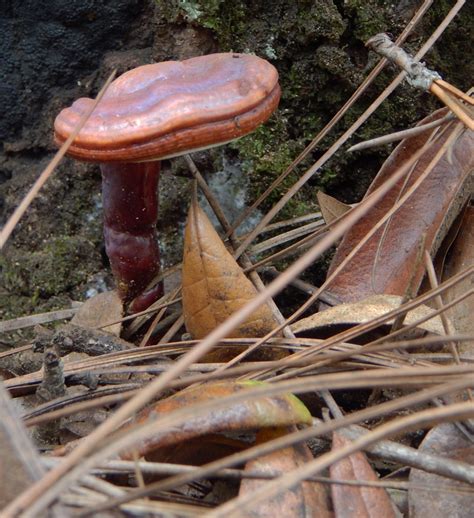 Wild reishi mushrooms! | The Survival Gardener