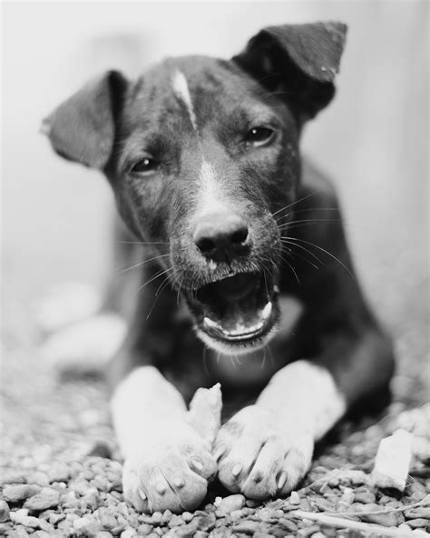 Why Do Dogs Eat Rocks-The Dangers Of Rock Eating | Just For Your Dog