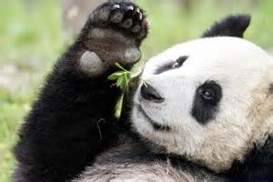 Rare Chance To Help Care for Giant Pandas on Natural Habitat Adventures ...