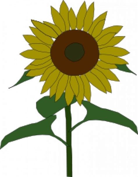 Free Vector | Sunflower drawing