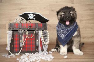 300 Pirate Dog Names for Your Pooch! Yaaaar, Mutt Matey!