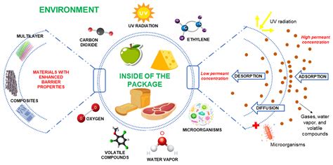 Foods | Free Full-Text | Sustainable and Bio-Based Food Packaging: A ...