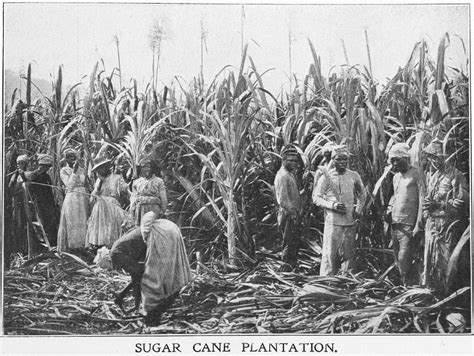 Jamaican Slavery - Slavery