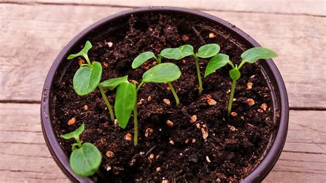 Papaya seeds have germinated - YouTube