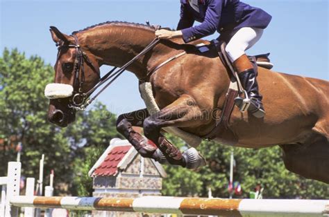 Horse Jumping Stock Photo - Image: 2983320