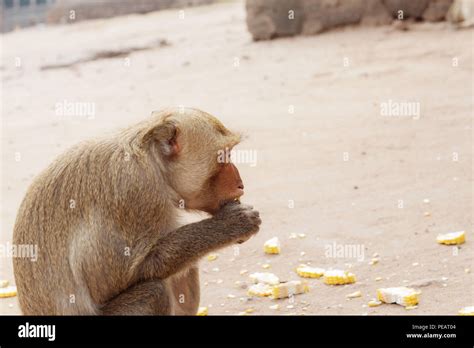 Monkey are eating food in a zoo Stock Photo - Alamy