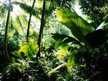 30 Tropical Rainforest Plants With Strange Adaptations:, 49% OFF