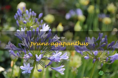 A Comprehensive Guide To Pruning Agapanthus For Optimal Blooms | ShunCy