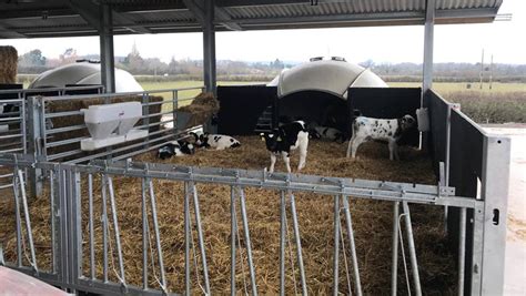 Pros and cons of 5 dairy calf housing options - Farmers Weekly