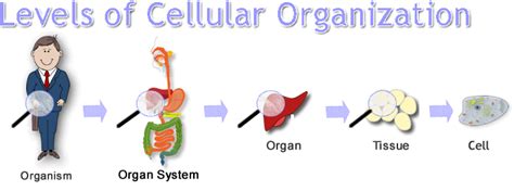 3. Cells and Systems - Science In Your Everyday Life